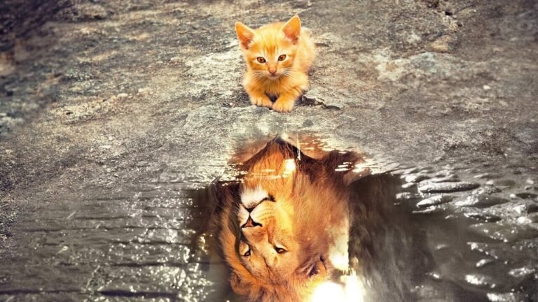 Lead by Example cover